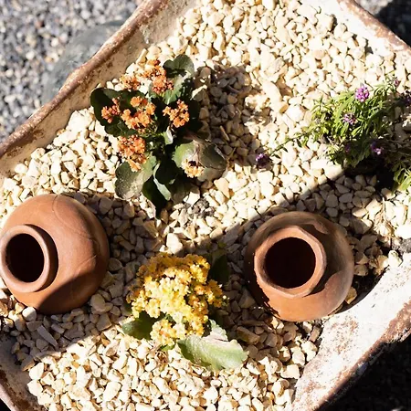 Latas Del Almendro 2 * Santiago del Teide